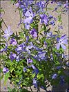 Woodland Phlox